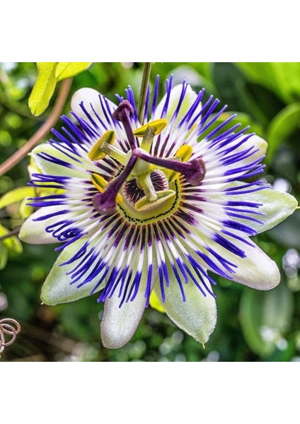 3 Adet Tohum Ithal Passiflora Meyvesi Tohumu Çarkı Felek Saat Çiçeği Tohumu fiyatları