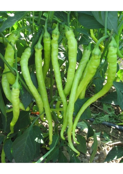 Murat Tohum Tatlı Burkalem Biber Tohumu Ekim Seti 25 Adet Tohum + Saksı+Toprak fiyatları