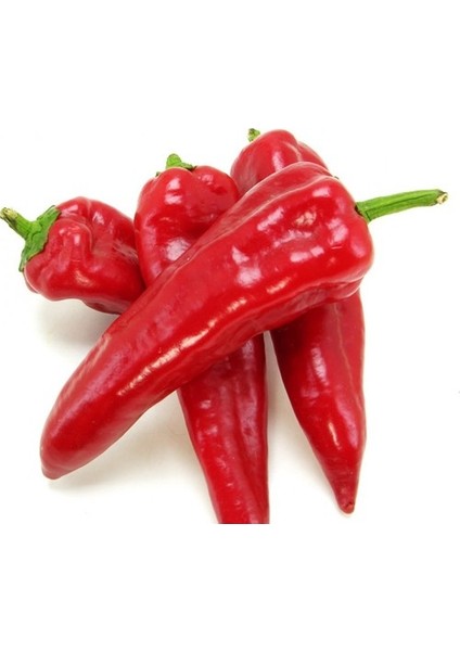 Murat Tohum Adana Karaisalı Hafif Acı Salçalık Biber Tohumu Ekim Seti 25 Adet Tohum + Saksı + Toprak