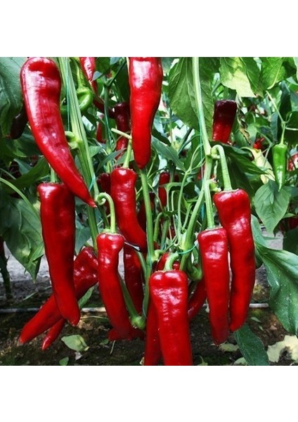 Murat Tohum Adana Karaisalı Hafif Acı Salçalık Biber Tohumu Ekim Seti 25 Adet Tohum + Saksı + Toprak fiyatları