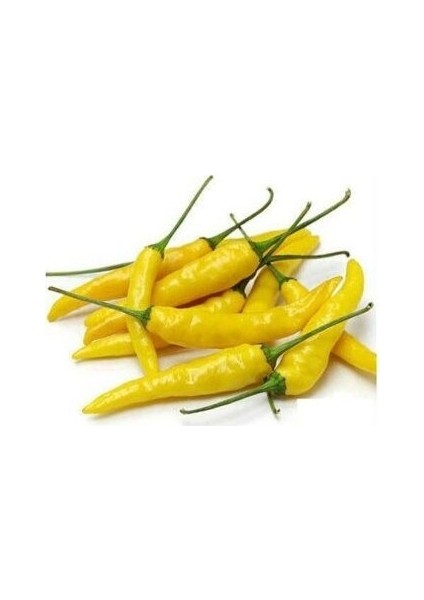 Murat Tohum Golden Acı Cayenne Biber Tohumu Ekim Seti 20 Adet Tohum + Saksı + Toprak