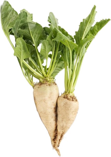 Şeker Pancarı Tohumu 50'li