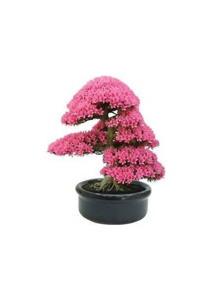 5 Adet Tohum Bodur Bonsai Pembe Erguvan Ağacı Tohumu Bonzai Tohumu