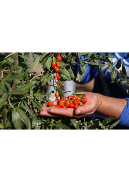 15 Adet Tohum Goji Berry Tohumu Kurt Üzümü Tohumu Goji Berry Üzümü fiyatları