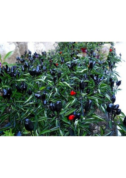 Süper Paket 5 Tohum Nadir Ithal Çok Acı Siyah Süs Biberi Tohumu