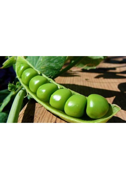 Bezelye Tohumu Ekim Seti 15 Tohum Saksı Toprak Kombin fiyatları