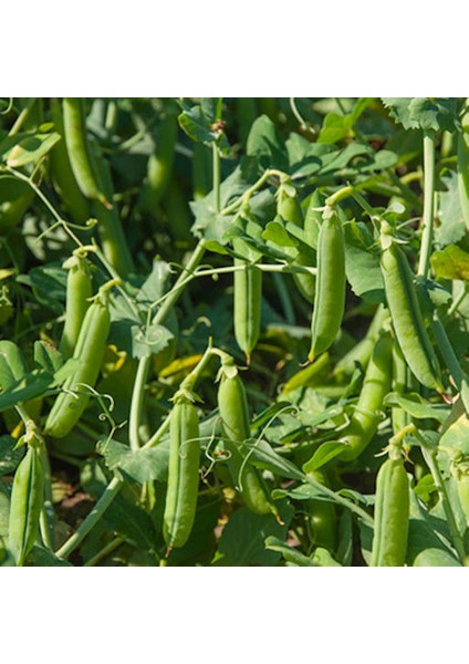 Bezelye Tohumu Ekim Seti 15 Tohum Saksı Toprak Kombin modelleri