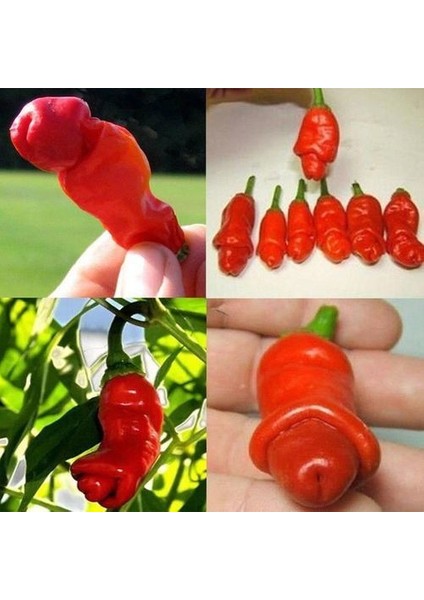Nadir Ithal Acı Sexi Biber Tohumu Ekim Seti 5 Adet Tohum Saksı Toprak Kombin modelleri