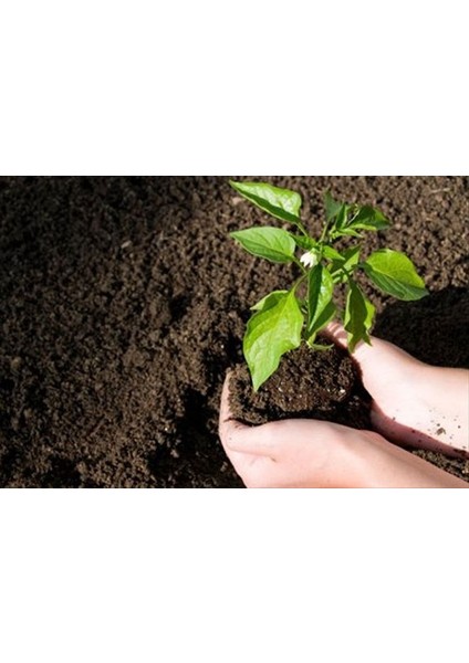 2 Litre Organik Yanmış Koyun Gübresi Tamamen Katkısız Doğal Gübre modelleri