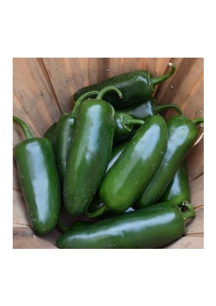 20 Adet Tohum Balık Biberi Tohum Acı Balık Biberi Tohumu Acı Biber Tohumu fiyatları