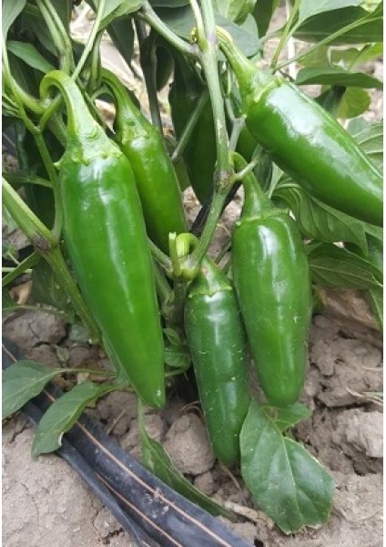 20 Adet Tohum Balık Biberi Tohum Acı Balık Biberi Tohumu Acı Biber Tohumu modelleri