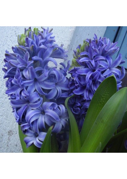 Hyacinthus Blue Pearl Sümbül Soğanı (3 Adet)