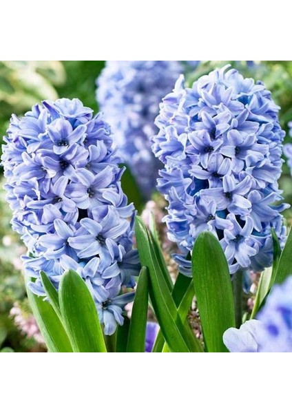 Hyacinthus Yoğun Kokulu Aqua Sümbül Soğanı (3 Adet)