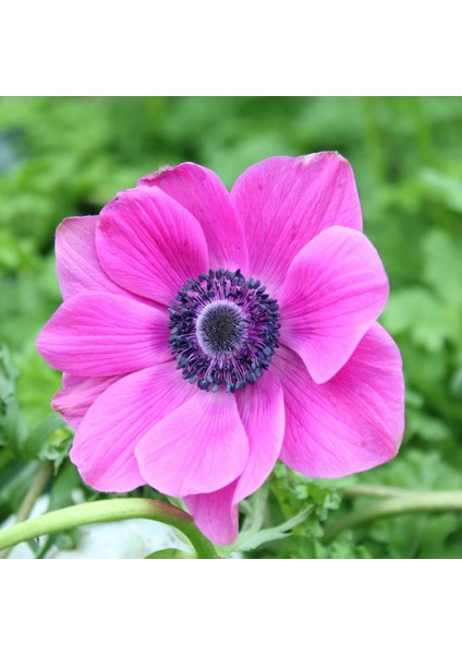 Pembe Sylphide Anemon Çiçeği Soğanı (5 Adet)