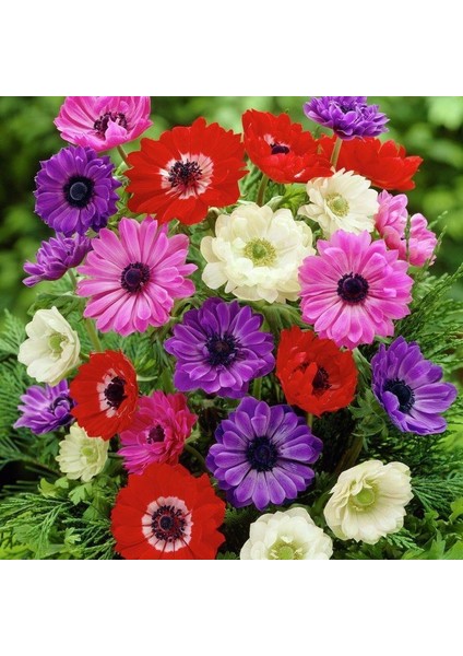 Coronaria St. Brigid Mix Anemon Çiçeği Soğanı (5 Adet)