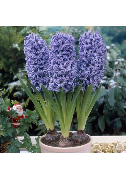 Hyacinthus Anna Lisa Yoğun Kokulu Sümbül Soğanı(3 Adet)