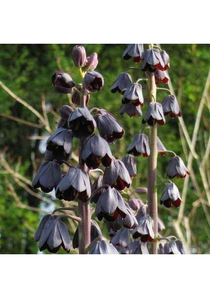 Evve Bahce Purple Fritillaria Persica Ters Lale Soğanı (1 Adet)