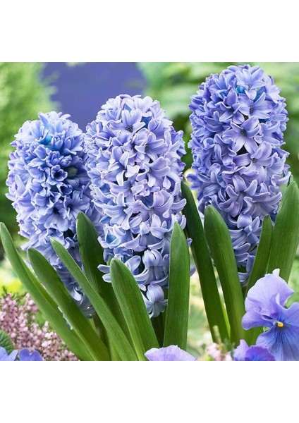 Mavi Delft Blue Hyacinthus Sümbül Soğanı (3 Adet)