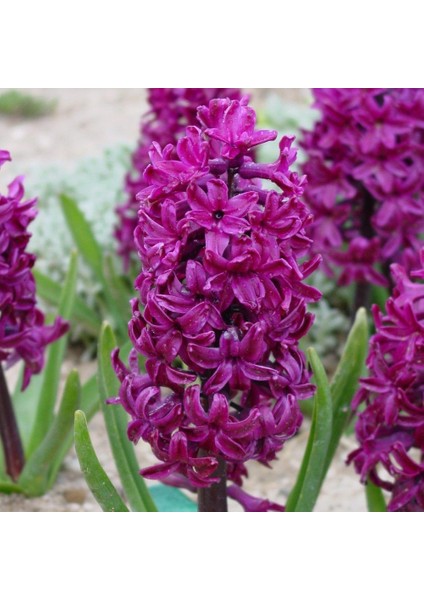 Hyacinthus Woodstock Sümbül Soğanı (3 Adet)