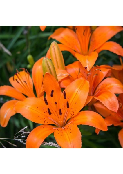 Orange Pixie Lilium Zambak Çiçeği Soğanı (2 Adet)