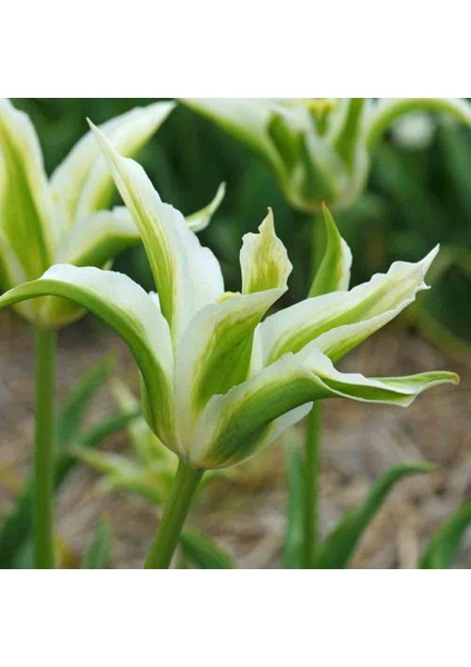 Greenstar Lale Soğanı (5 Adet)