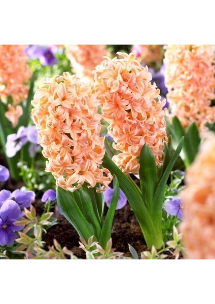 Hyacinthus Yoğun Kokulu Apricot Passion Sümbül Soğanı (3 Adet)