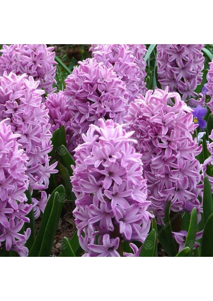 Hyacinthus Splendid Cornelia Sümbül Soğanı (3 Adet)