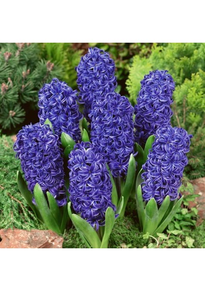 Mavi Blue Jacket Hyacinthus Sümbül Soğanı (3 Adet)