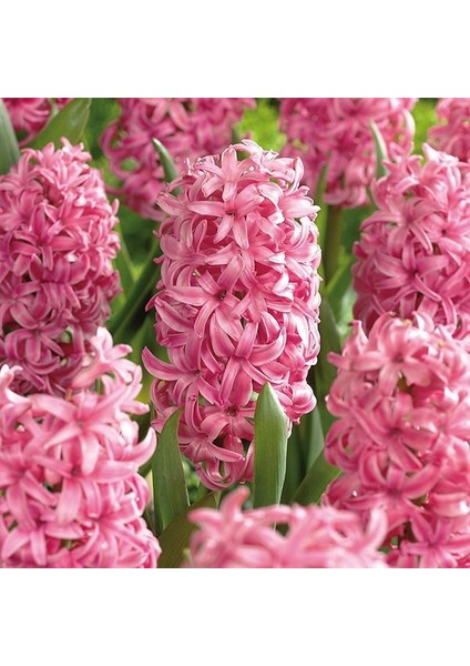 Hyacinthus Pink Surprise Sümbül Soğanı (3 Adet)