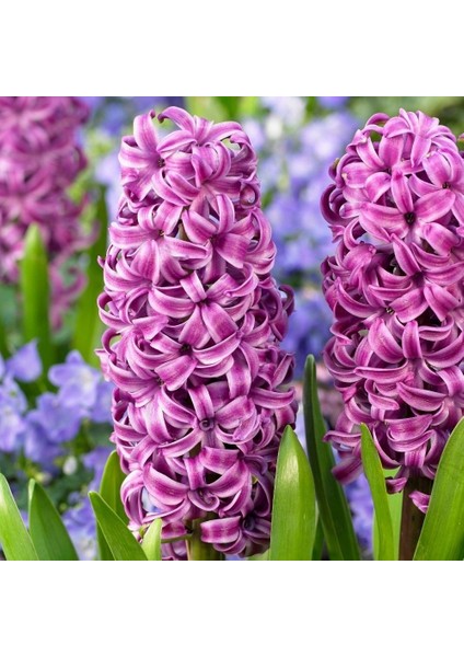 Hyacinthus Yoğun Kokulu Purple Star Sümbül Soğanı(3 Adet)