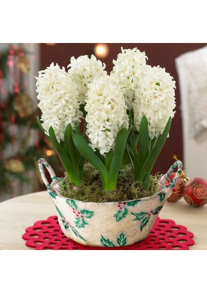 Hyacinthus White King Sümbül Soğanı (3 Adet)
