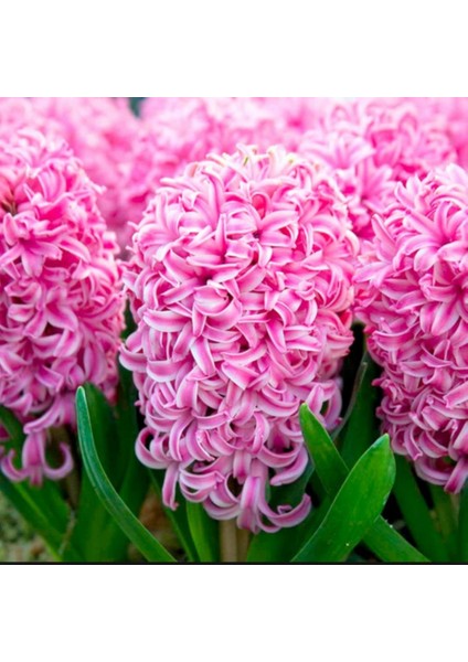 Pink Pearl Pembe Kokulu Hyacinthus Sümbül Soğanı (3 Adet)