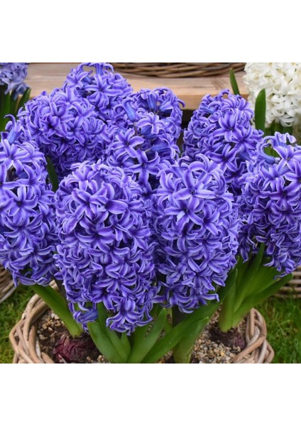 Hyacinthus Yoğun Kokulu Atlantic Sümbül Soğanı(3 Adet)
