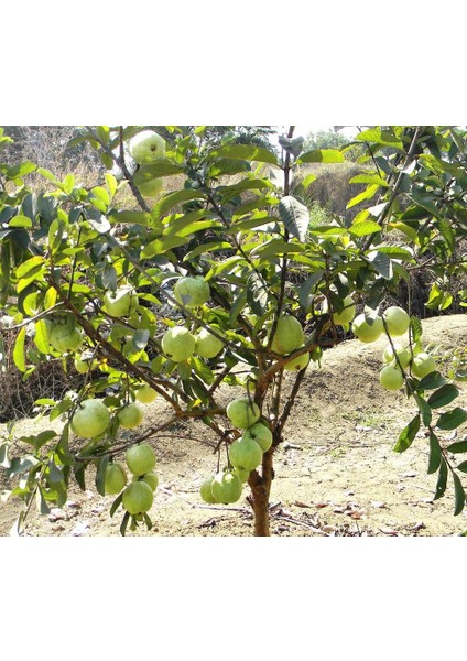 Nadir Ithal Psidium Guava Meyvesi Tohumu Ekim Seti 3 Tohum Saksı Toprak Kombin