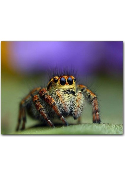 Cakatablo Ahşap Tablo Tarantula Yakın Çekim