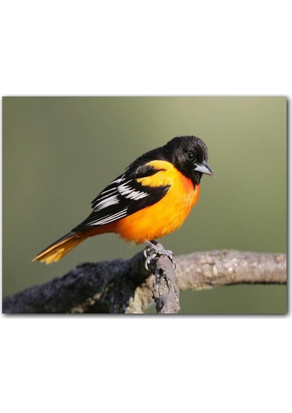 CakatabloAhşap Tablo Dalda Turuncu Siyah Egzotik Kuş