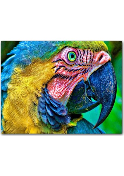 Cakatablo Ahşap Tablo Macaw Papağanı Rengarenk Başı Yakın Plan