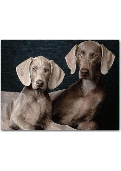 Cakatablo Ahşap Tablo Sevimli Kahverengi Weimaranerler