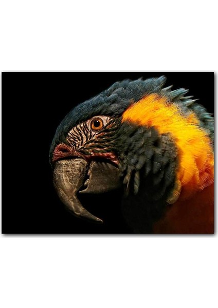 Cakatablo Ahşap Tablo Siyah Arkaplan Turuncu Siyah Macaw