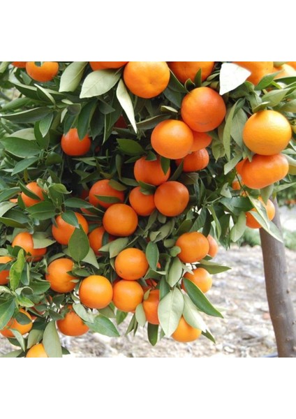 Tüplü Aşılı Verimli Sulu Aromalı Nova Mandalina Fidanı