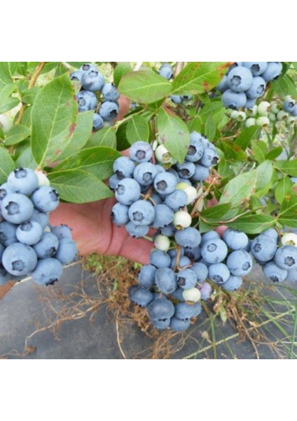 Tüplü Blue Gold Yaban Mersini Likapa Fidanı