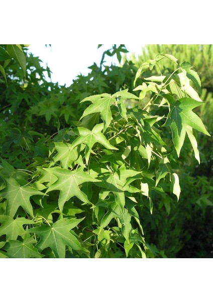 Evve Bahçe Kokulu Sığla Ağacı Fidanı