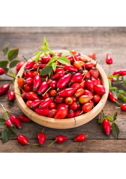 Evve Bahçe Tüplü Anadolu Dikenli Kuşburnu Fidanı