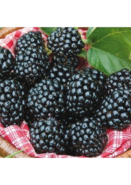 Evve Bahçe Tüplü Aromalı Bol Verimli Arapaho Böğürtlen Fidanı