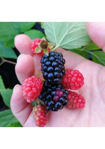 Evve Bahçe Tüplü Aromalı Dikensiz Bursa-2 Böğürtlen Fidanı