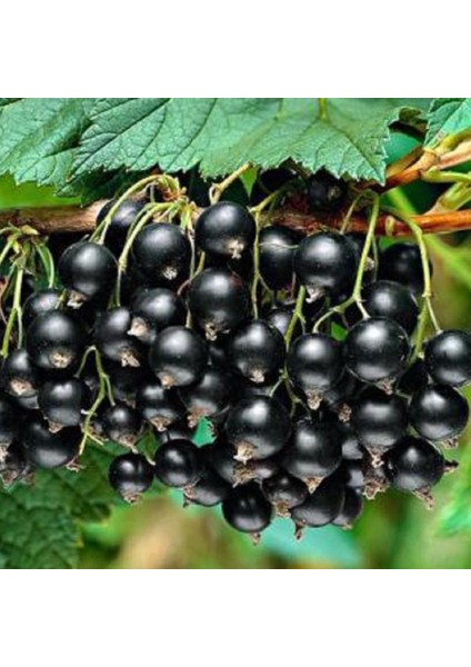 Evve Bahçe Tüplü Aromatik Siyah Golyat Frenk Üzümü Fidanı