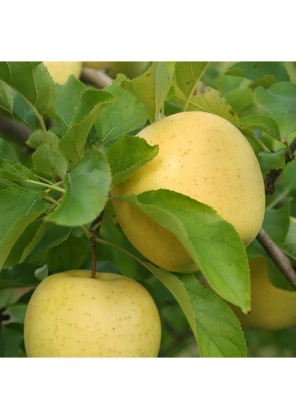 Evve Bahçe Tüplü Aşılı Aromalı Leziz Bol Sulu Yarı Bodur Golden Elma Fidanı