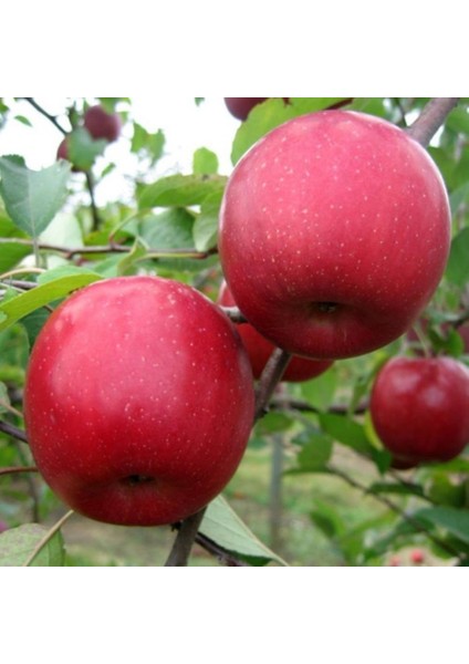 Evve Bahçe Tüplü Aşılı Aromalı Sert Bol Sulu Yarı Bodur Fuji Aztec Elma Fidanı
