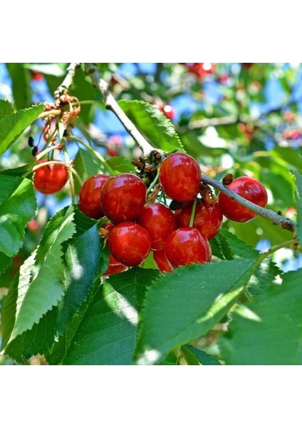 Evve Bahçe Tüplü Aşılı Aromatik Bol Verimli Noble Kiraz Fidanı