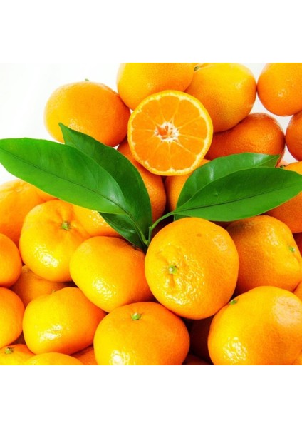 Evve Bahçe Tüplü Aşılı Bol Verimli Aromalı Sulu Miho Wase Mandalina Fidanı